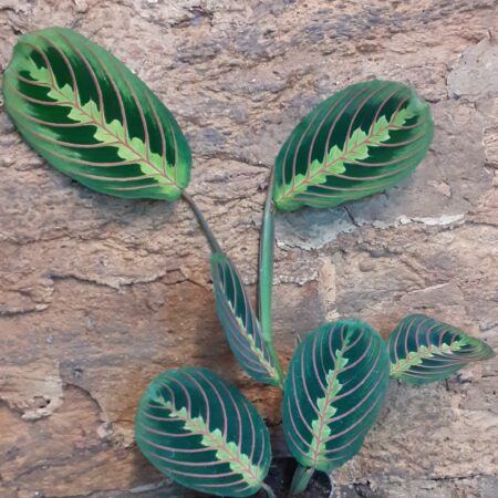 Maranta Fascinator Medium