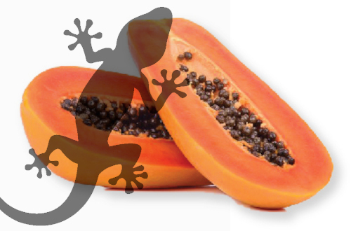 Pets2Wholesale Gecko Diet - Papaya Supreme
