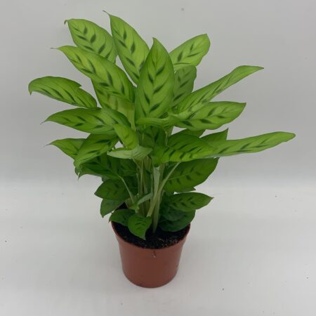 Calathea leopardina