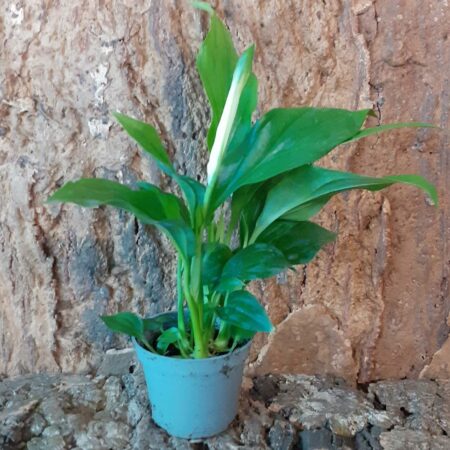 Spathiphyllum Pearl - Peace Lily