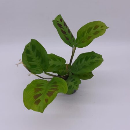 Maranta Leuconeura Green Stripe
