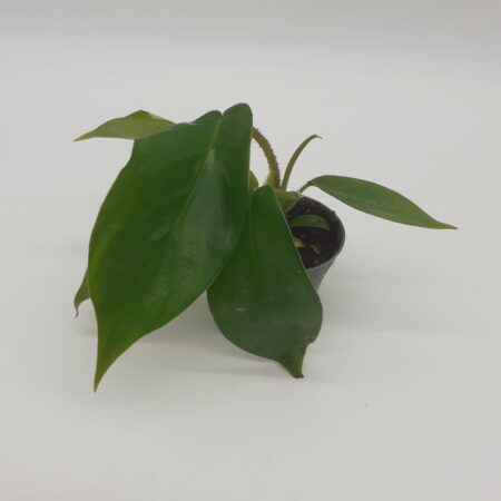 Philodendron squamiferum