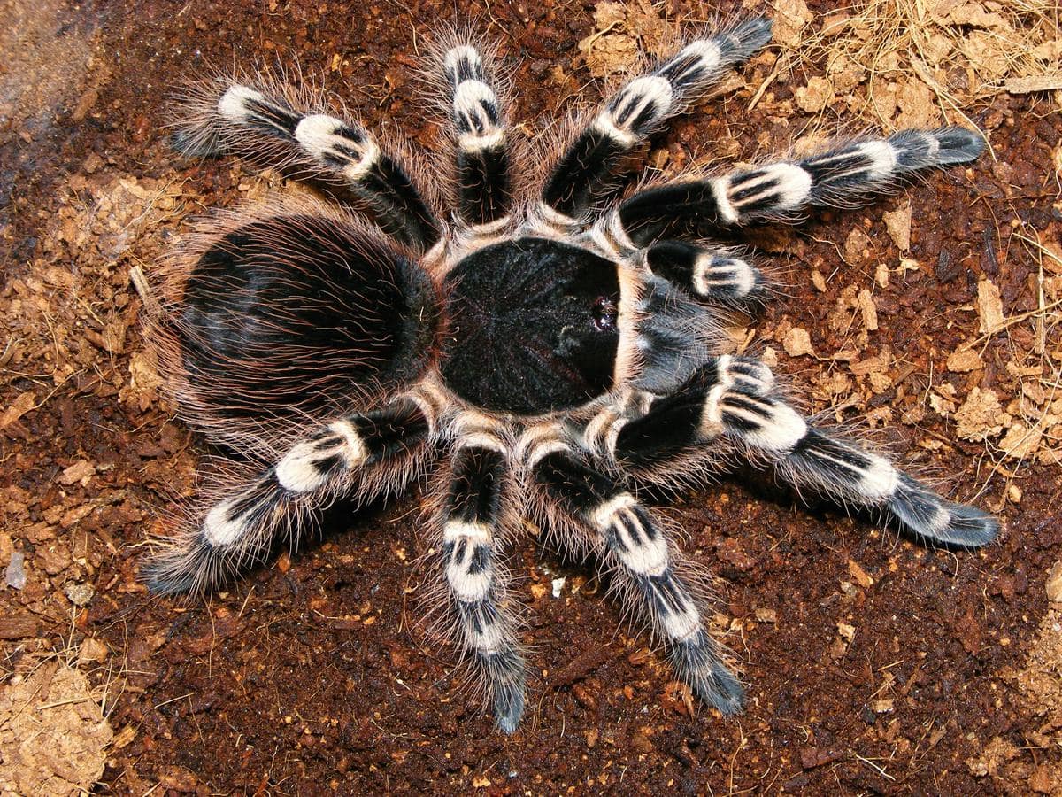 Acanthoscurria geniculata