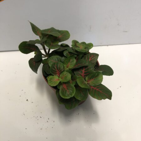 Fittonia 'Red Vein'