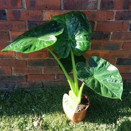 Alocasia Calidora