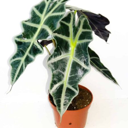 Alocasia Polly