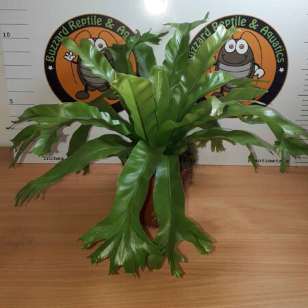 Asplenium Nidus Crissie