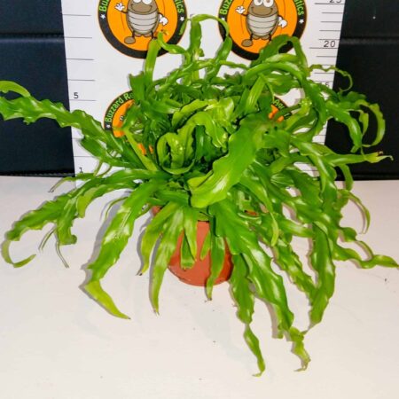 Asplenium Antiquum 'Osaka'