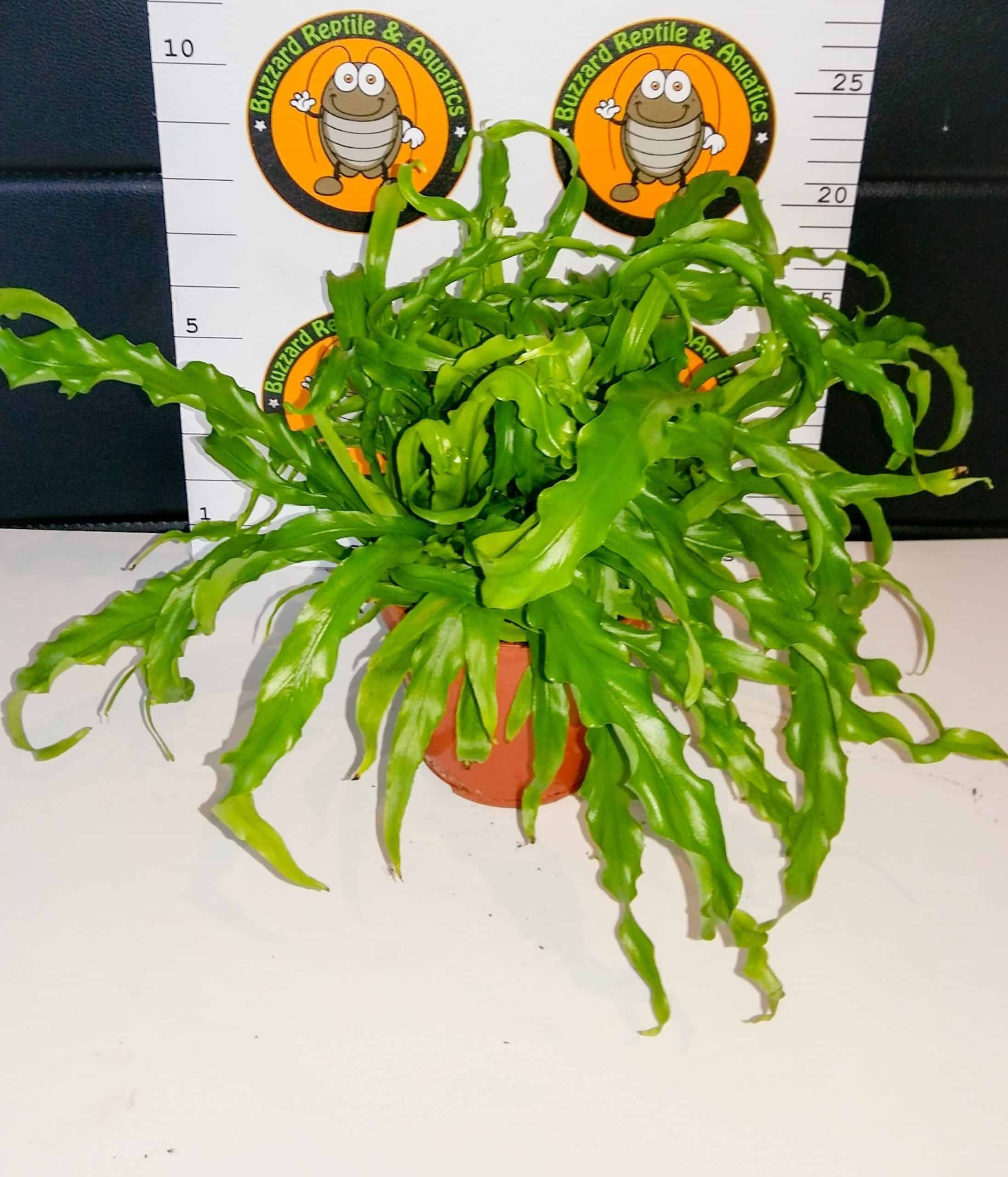 Asplenium Antiquum 'Osaka'