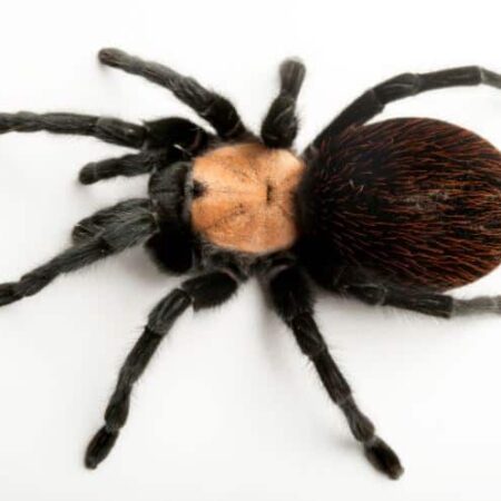 Brachypelma albiceps