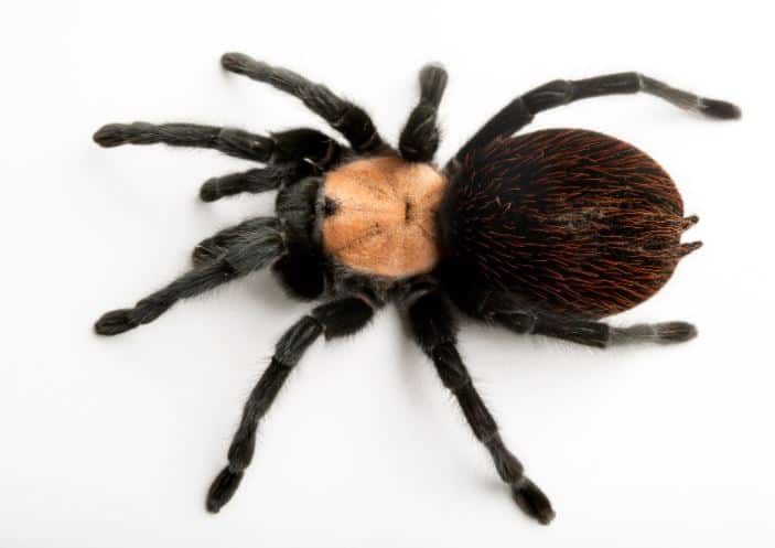 Brachypelma albiceps