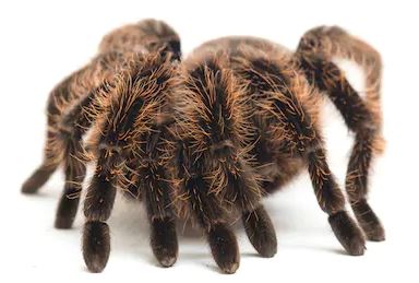 Tliltocatl albopilosus