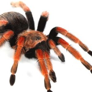 Brachypelma boehmei