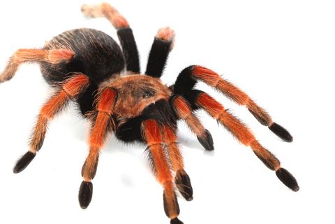 Brachypelma boehmei