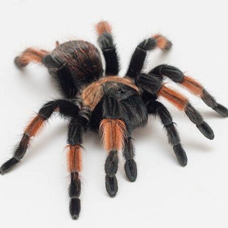 Brachypelma emilia