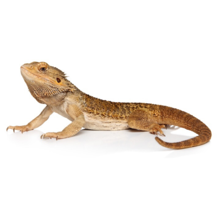 Bearded Dragon - Pogona vitticeps