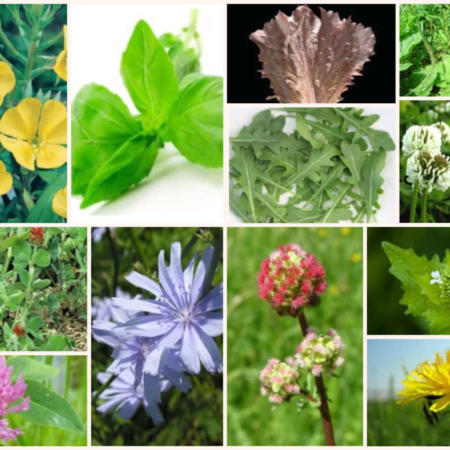 Herbie Mix - Bearded Dragon/Iguana Seed Mix