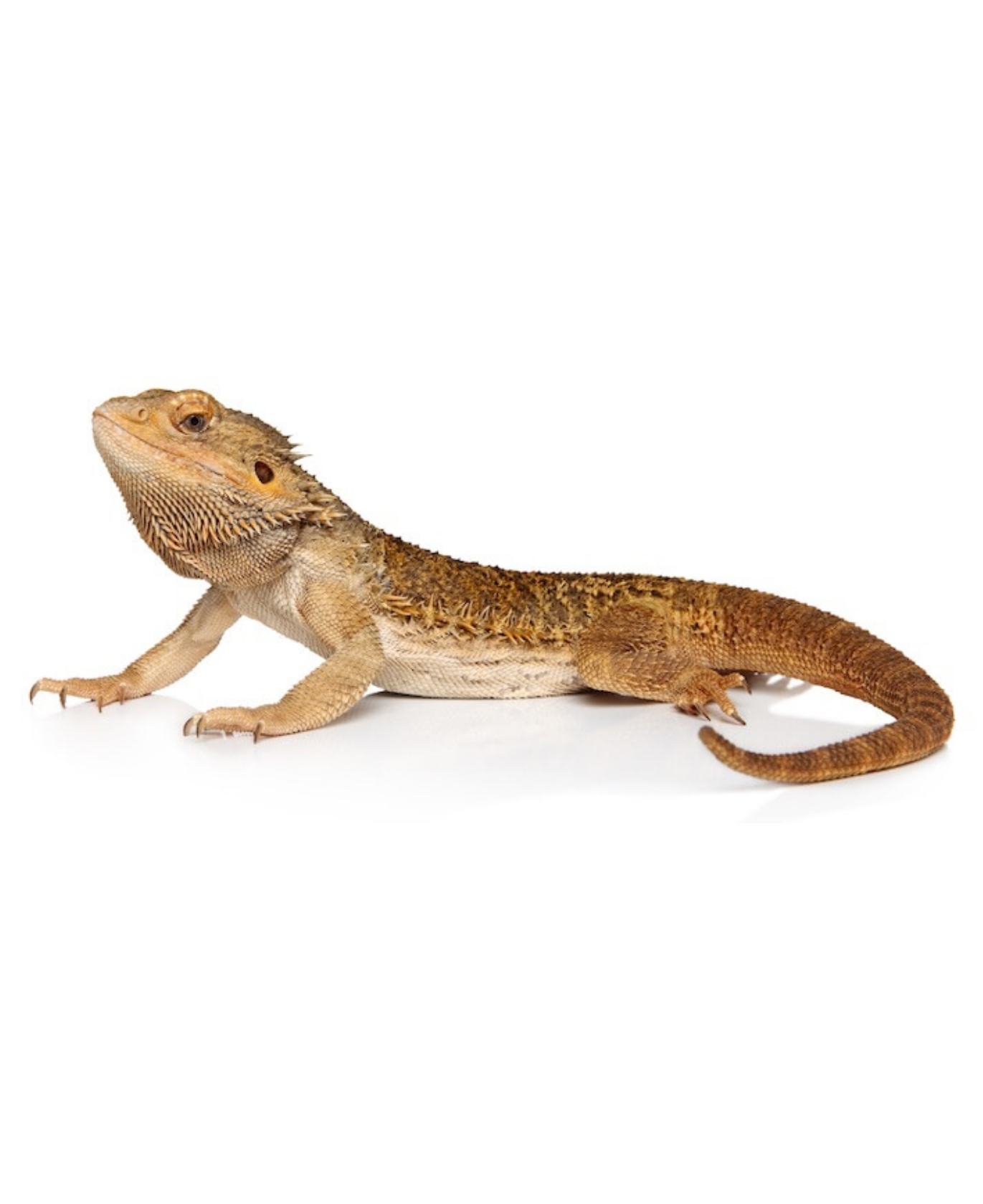 Bearded Dragon - Pogona vitticeps