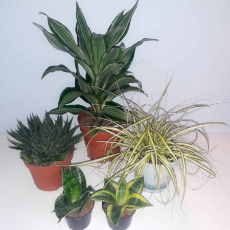 Bearded Dragon Plant Bundle - Small