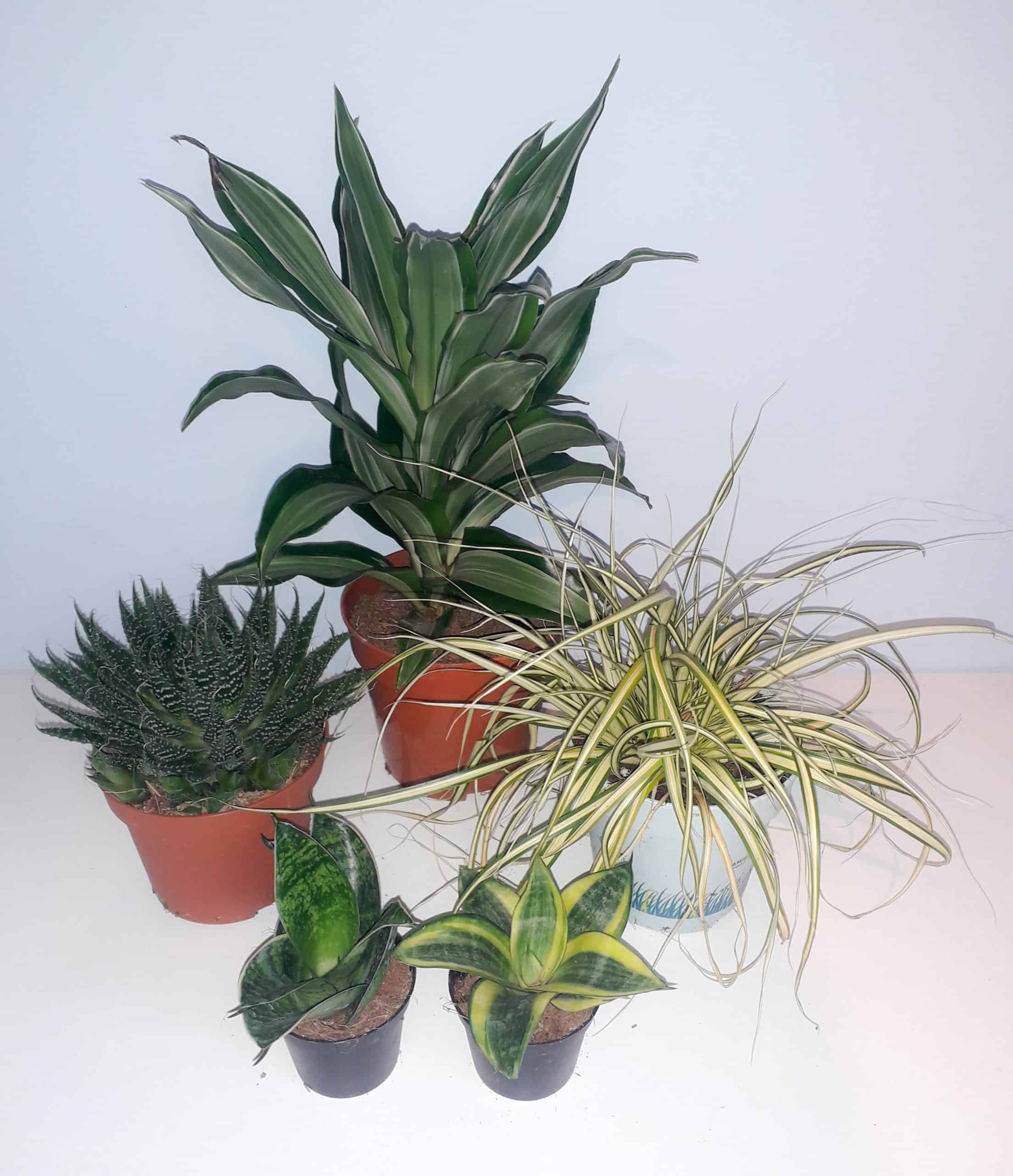 Bearded Dragon Plant Bundle - Small