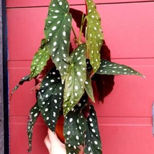 Begonia Maculata