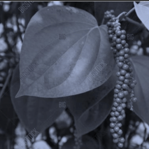 Black Pepper Leaves