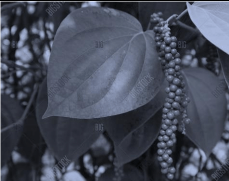 Black Pepper Leaves