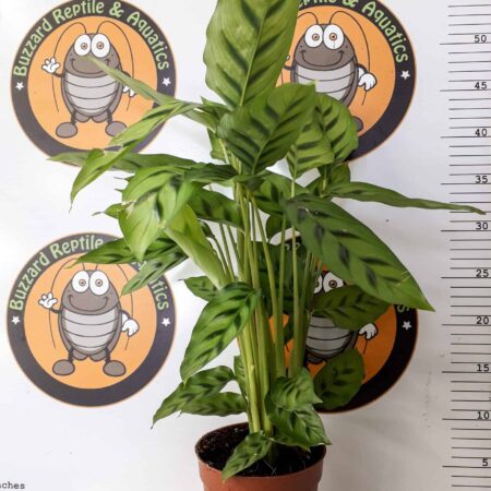 Calathea leopardina 80cm