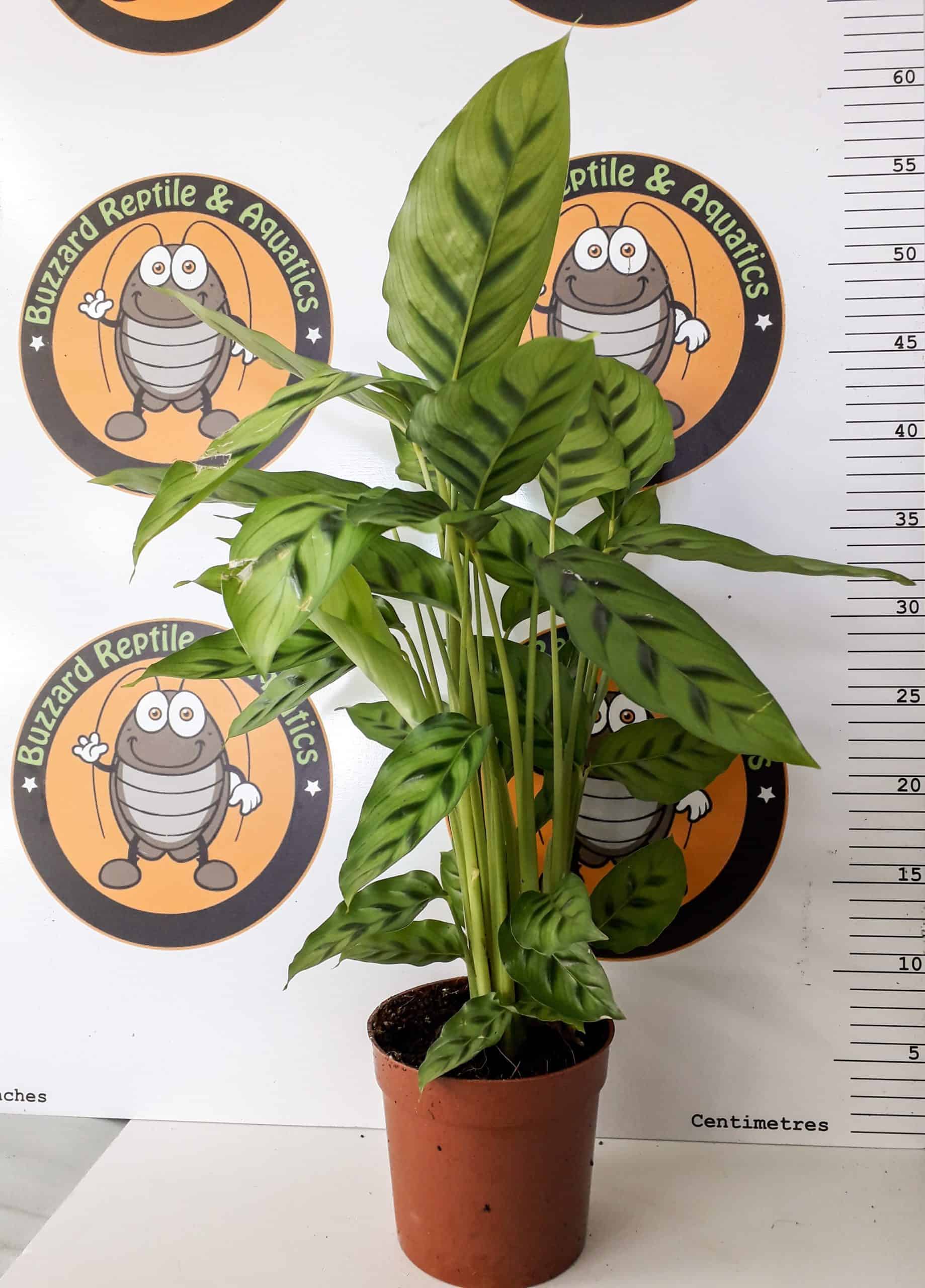 Calathea leopardina 80cm