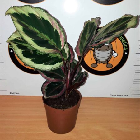 Calathea 'Medallion'
