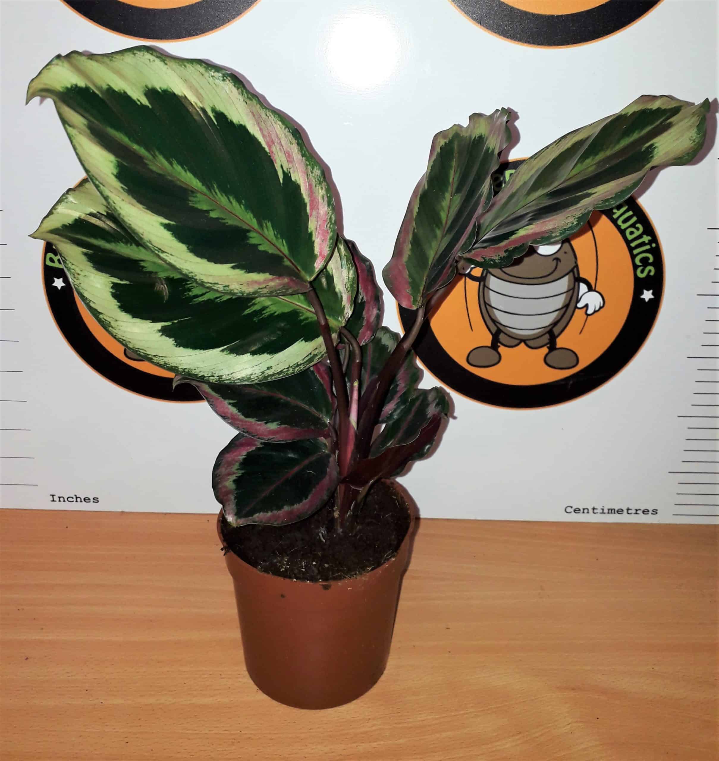 Calathea 'Medallion'