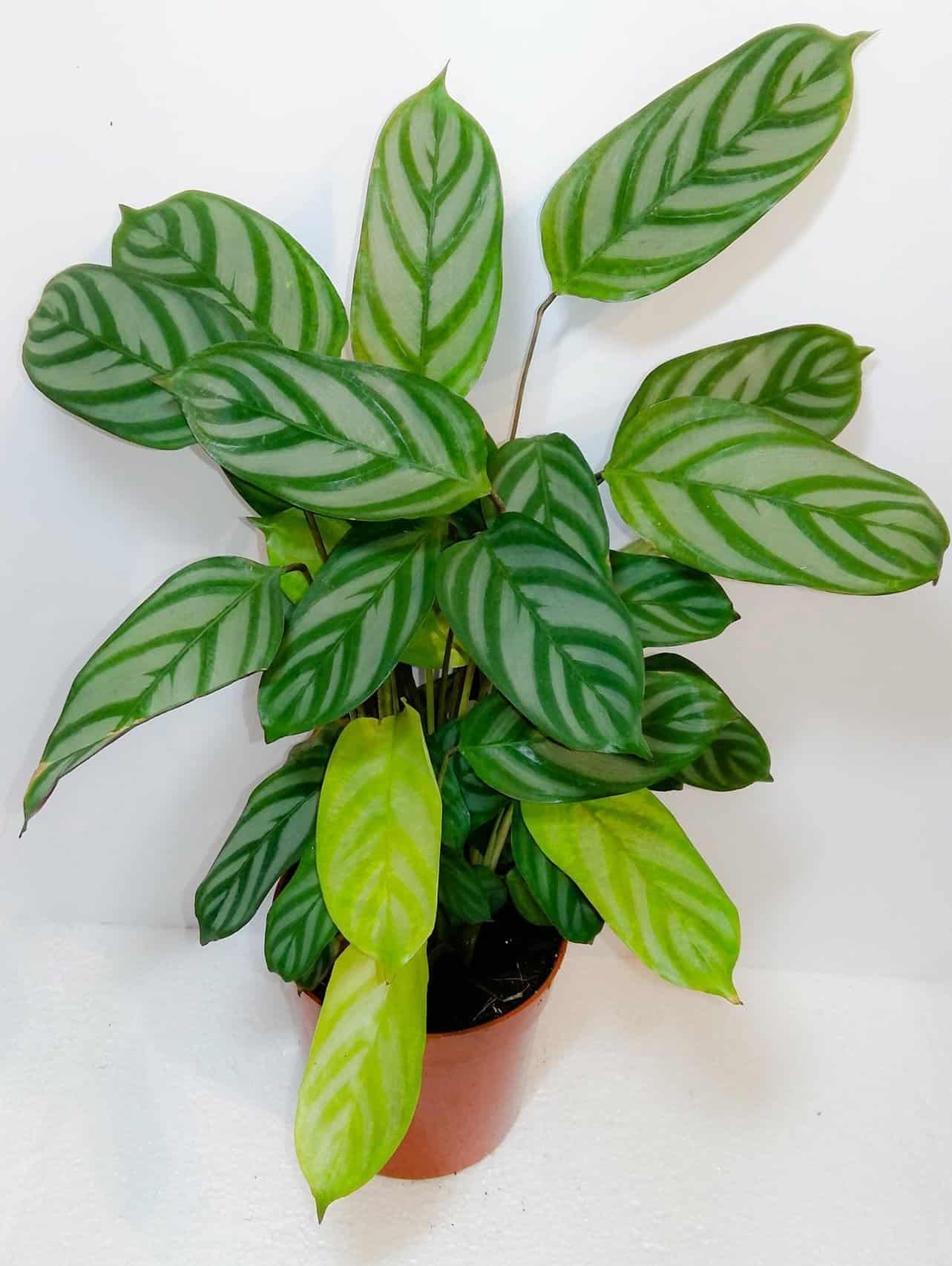 Calathea Stripes