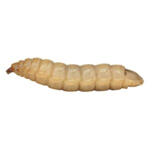 Calci Worms