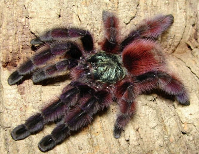 Caribena versicolor