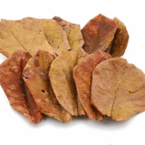Catappa (Indian Almond) Leaves - Large