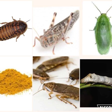 Chameleon Feeder Pack