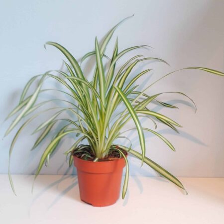Chlorophytum Atlantic