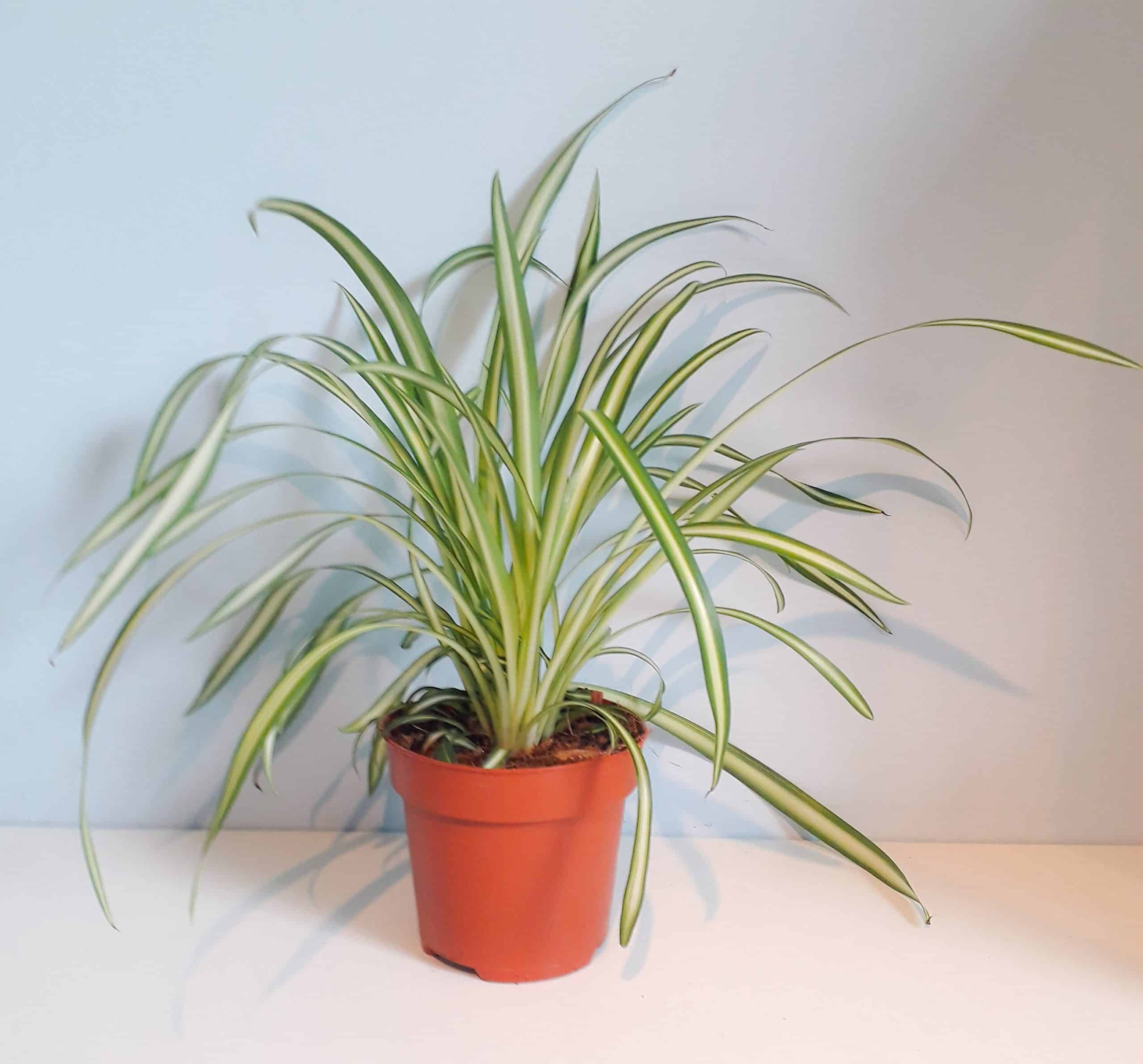 Chlorophytum Atlantic - Small