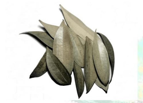 Cinnamon Leaves