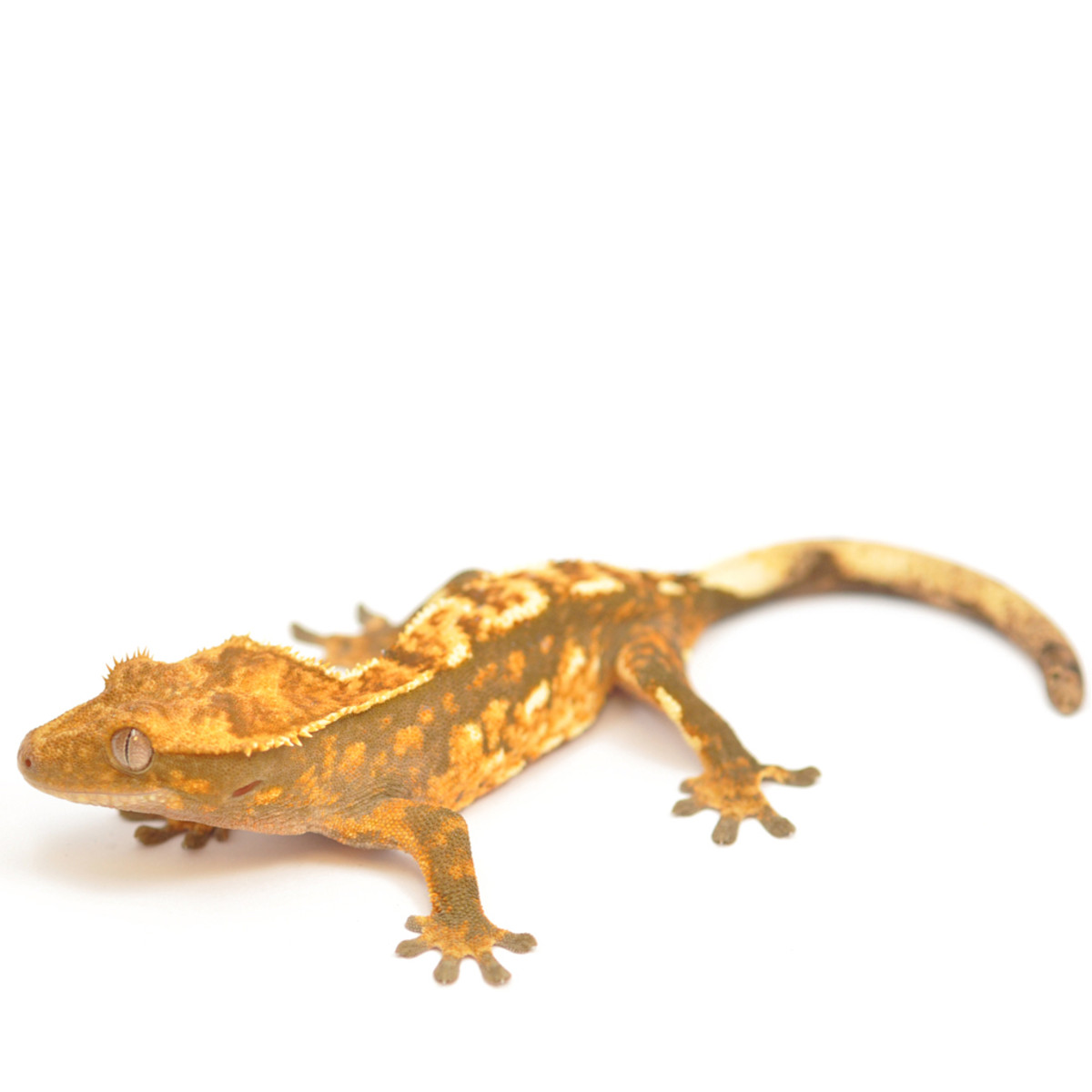 Crested Gecko - Correlophus ciliatus