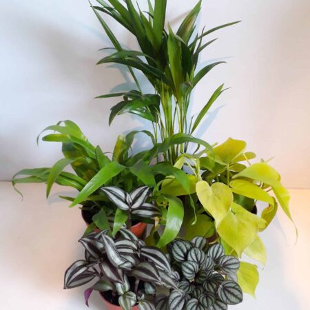 Crested Gecko Plant Bundle - Small