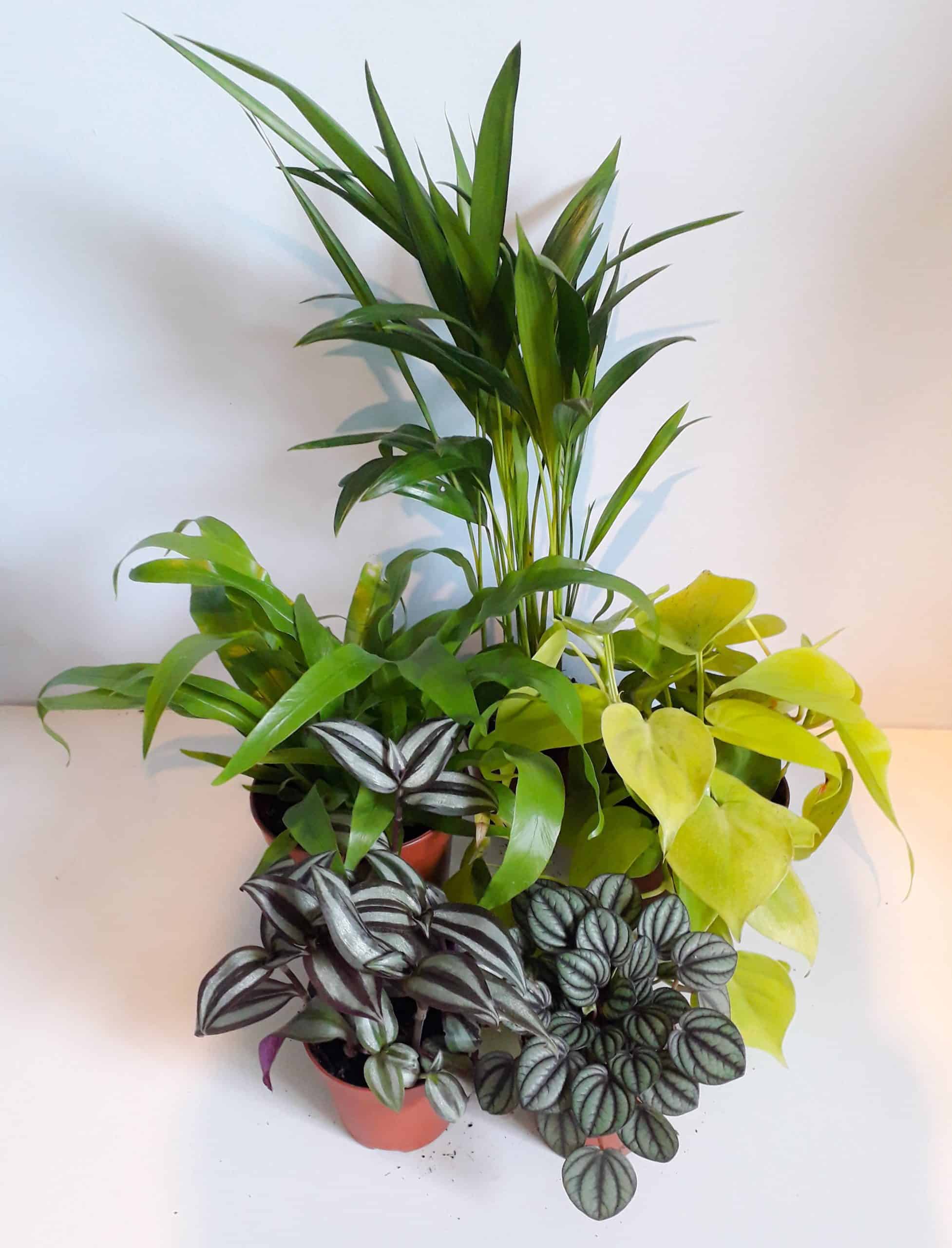 Crested Gecko Plant Bundle - Small