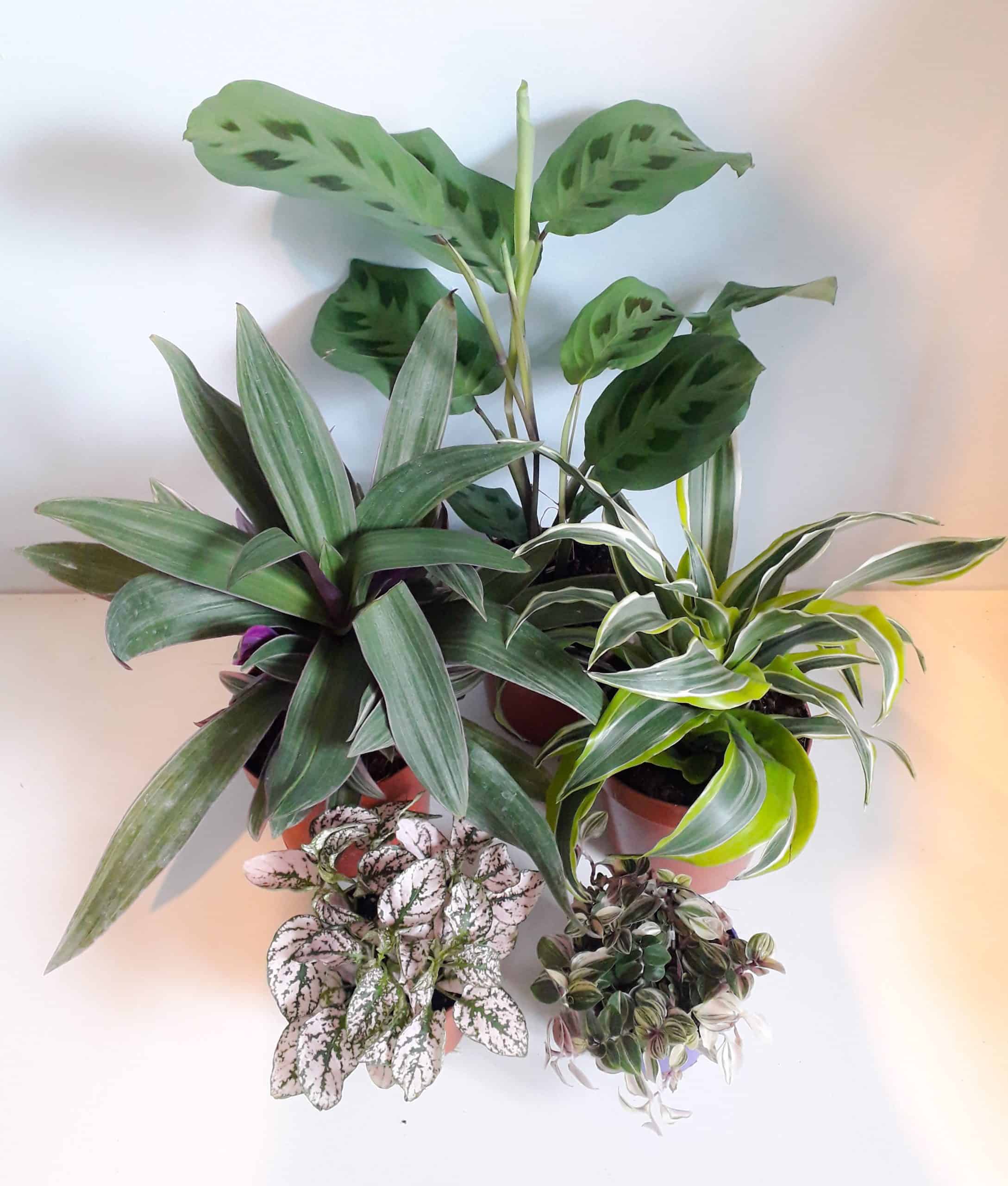 Yemen Chameleon Plant Bundle - Small - Image 2
