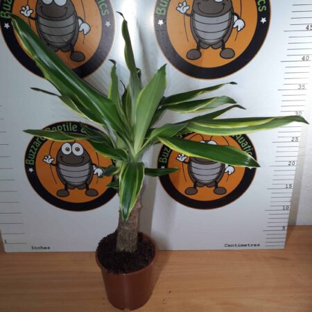 Dracaena Golden Coast 80cm