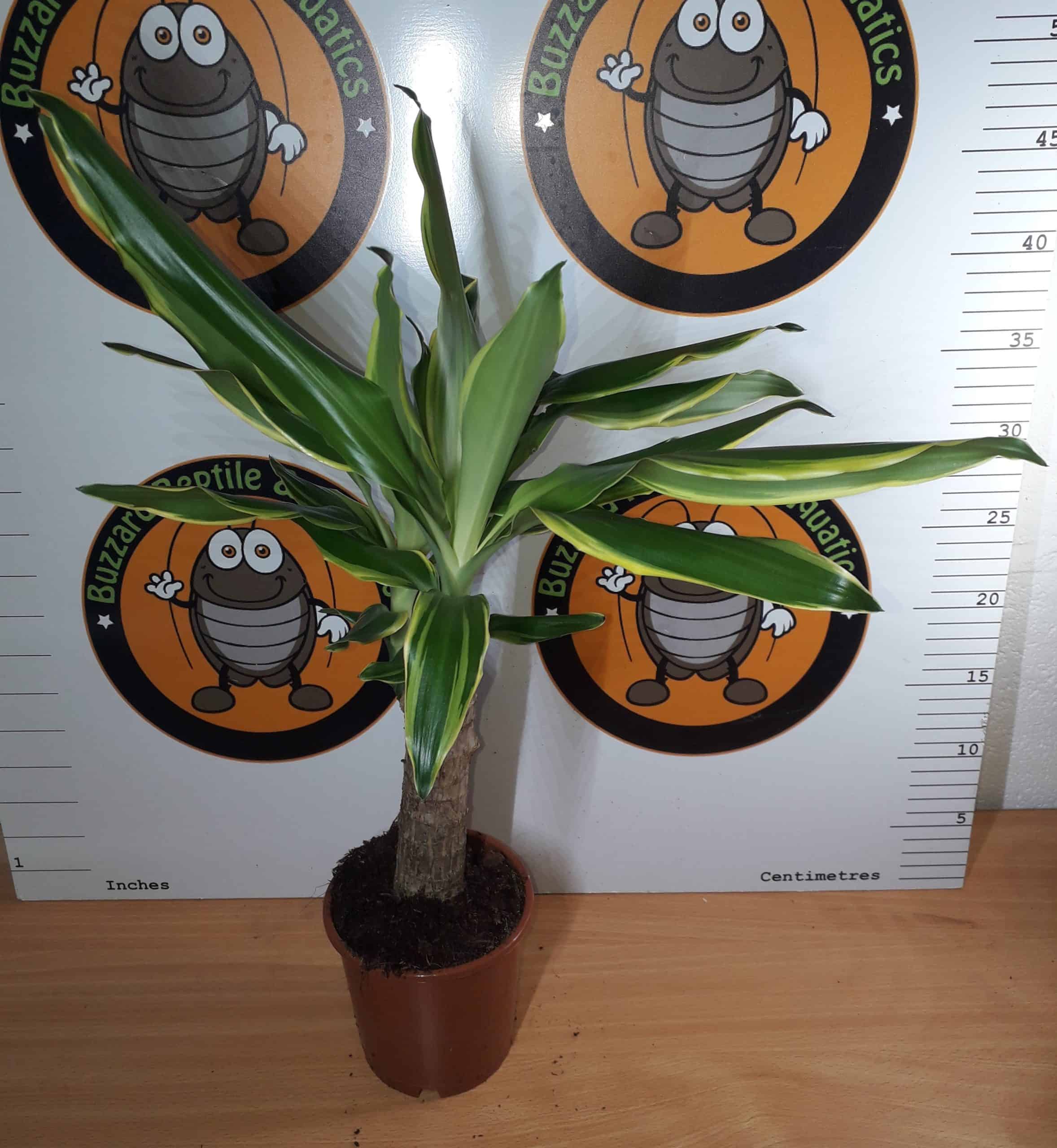 Dracaena Golden Coast