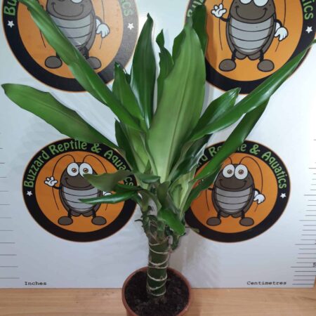 Dracaena Steudneri 85cm