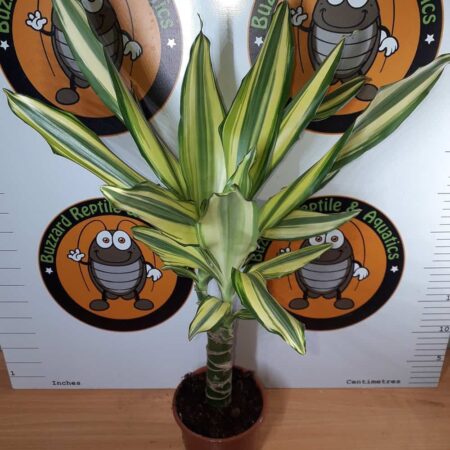 Dracaena Yellow Coast 80cm