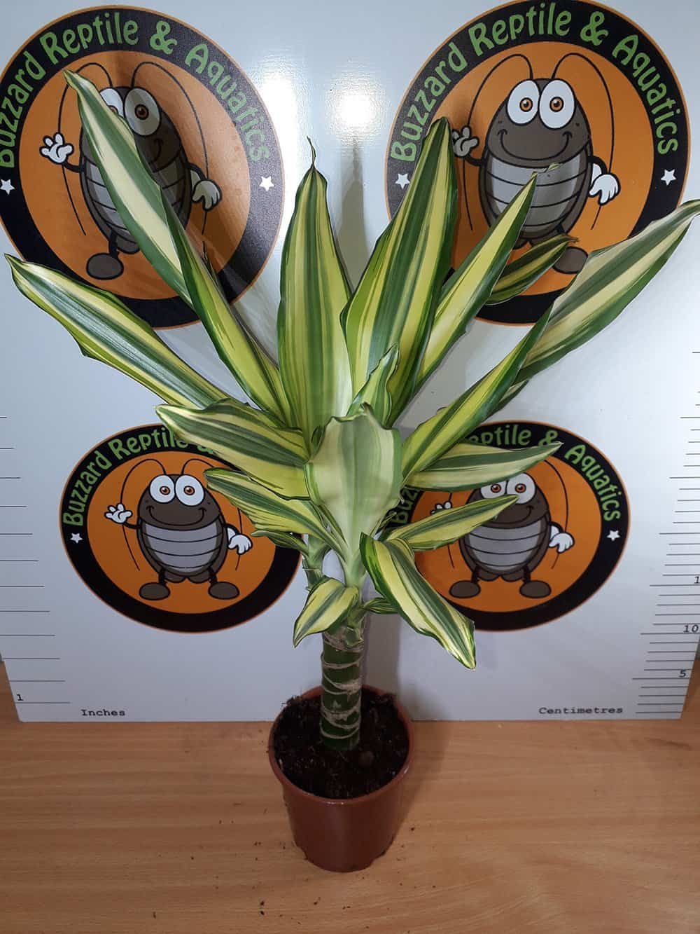 Dracaena Yellow Coast