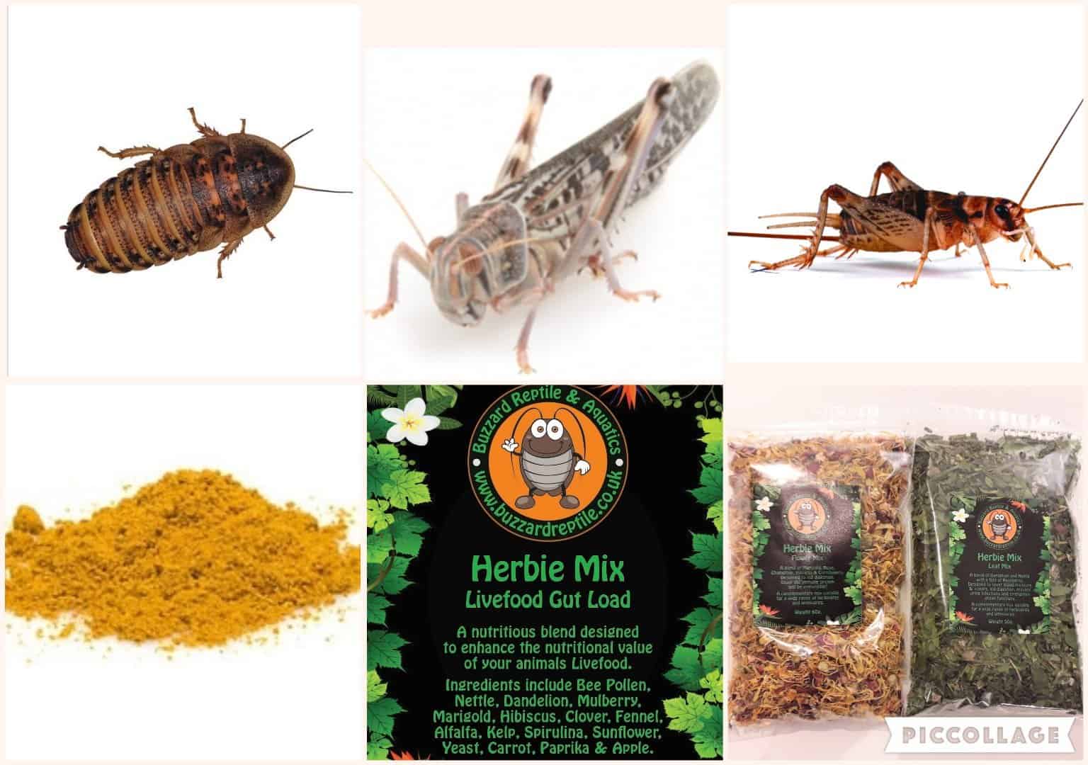 Bearded Dragon XL Feeder Pack