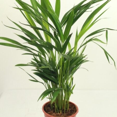 Dypsis Lutescens 90-100cm